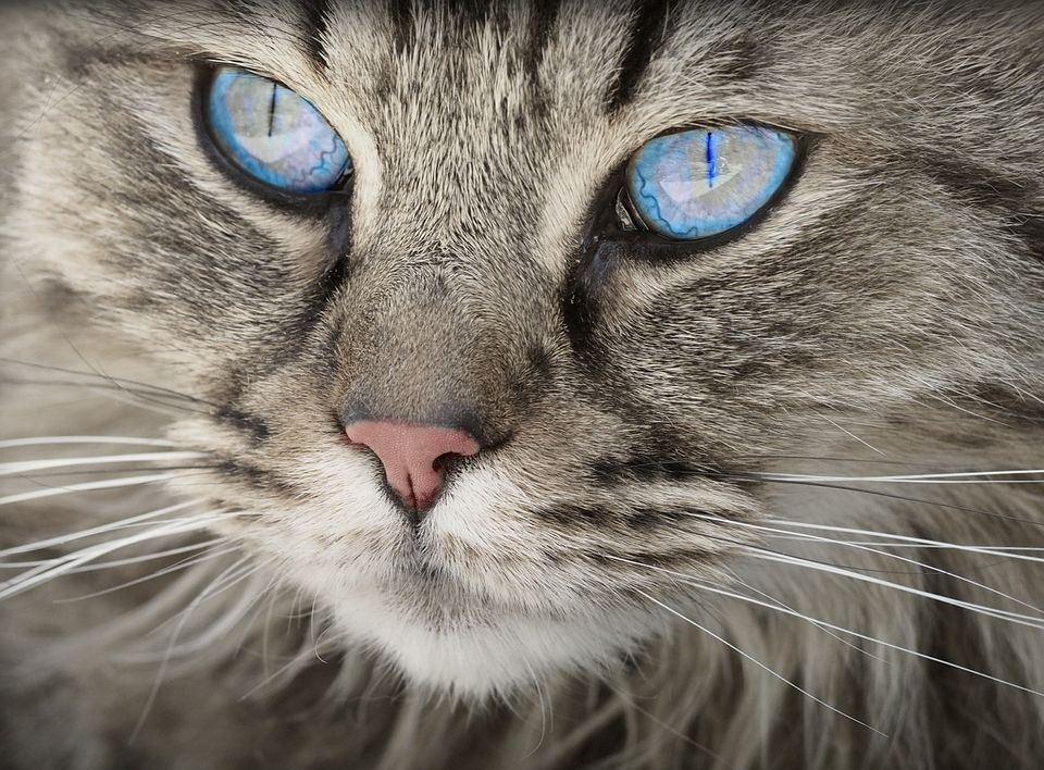 Whisker Fatigue in Cats: What It Is and How to Relieve It