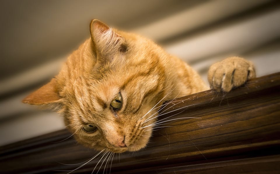 What Causes Kidney Disease in Cats? Top 5 Factors