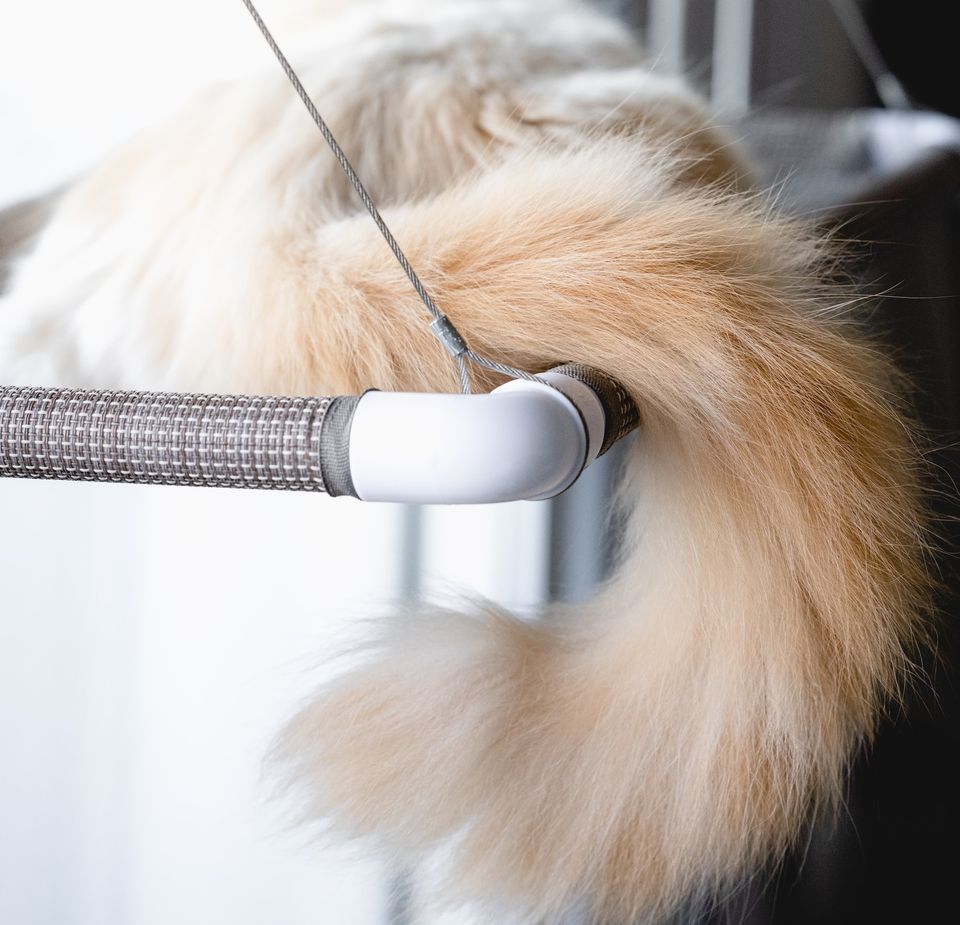 Behind the Cat Tail: Understanding Your Kitty's Most Expressive Tool